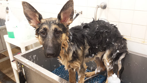 Pet Supply Store «Petco Animal Supplies», reviews and photos, 210 Nut Tree Pkwy, Vacaville, CA 95687, USA