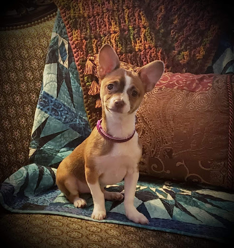 Town & Country Veterinary