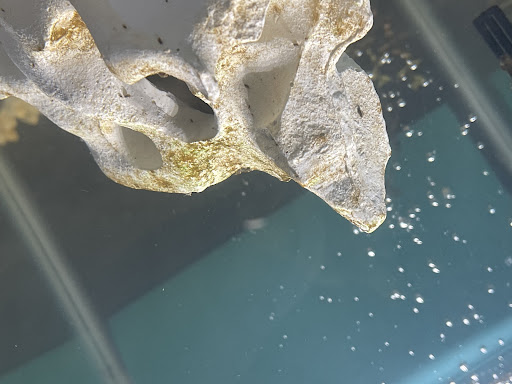 Pet Supply Store «Pet Supplies Plus», reviews and photos, 738 U.S. 9, Fishkill, NY 12524, USA