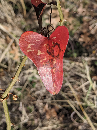 Park «Gateway Park», reviews and photos, 2500 N Jim Miller Rd, Dallas, TX 75227, USA