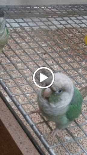 Pet Store «Pets World», reviews and photos, 147 Bridge St, Weymouth, MA 02191, USA