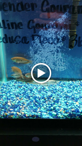 Pet Store «Pet Land», reviews and photos, 1450 Fort Campbell Blvd, Clarksville, TN 37042, USA