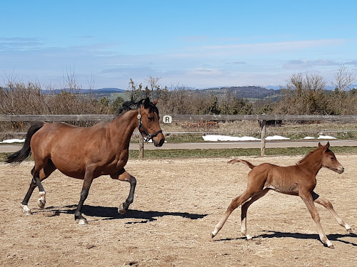 Chevaux au vent à La Malène