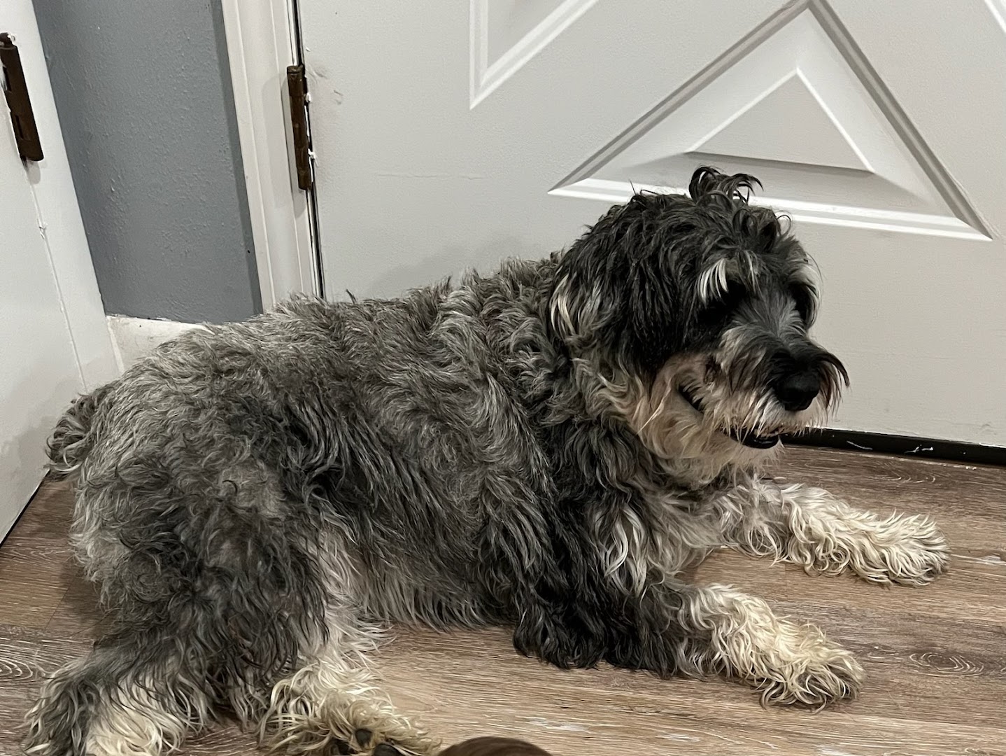 serenitys grooming service