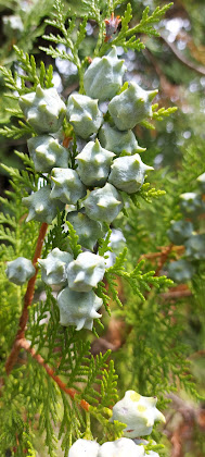 Photos des visiteurs Chambre d'hôtes Le Refuge des Fées 07190 Saint-Julien-du-Gua