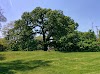 Giant Oak Park
