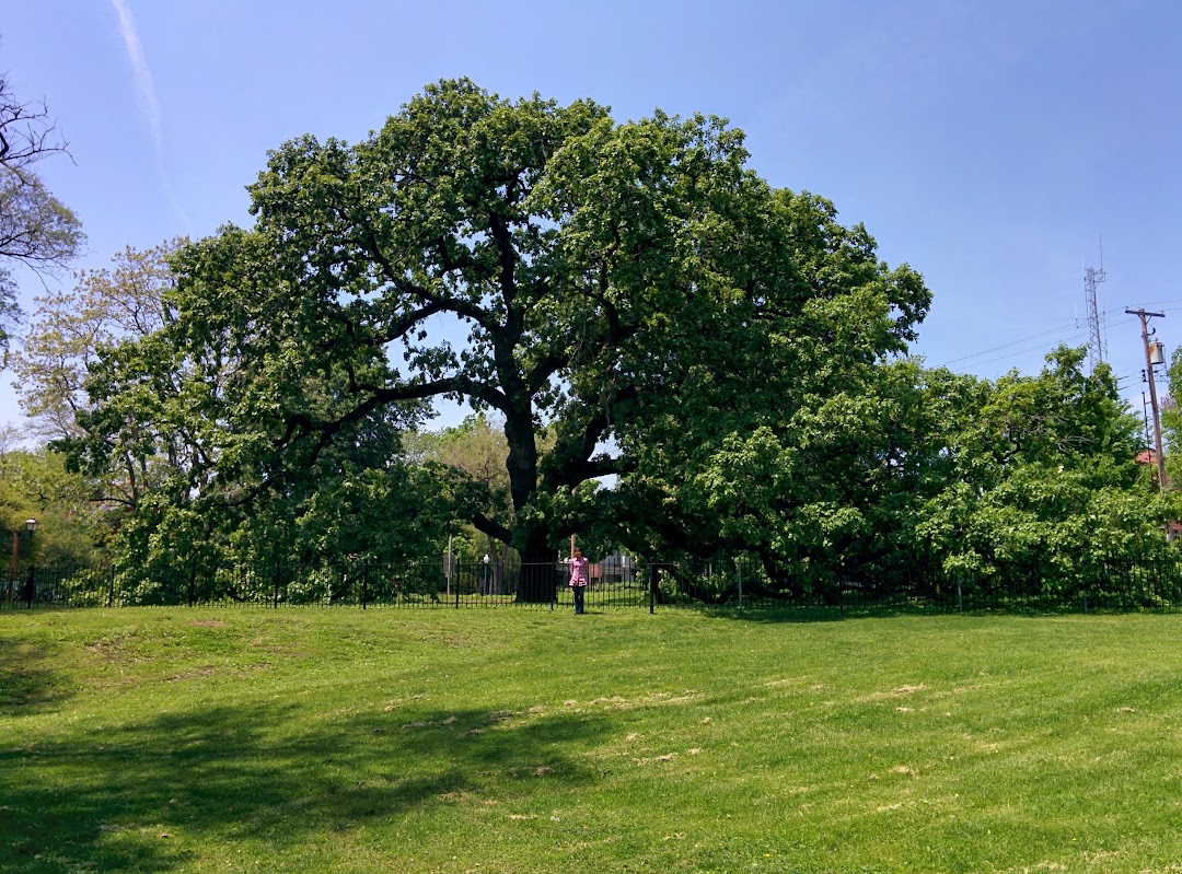 Giant Oak Park