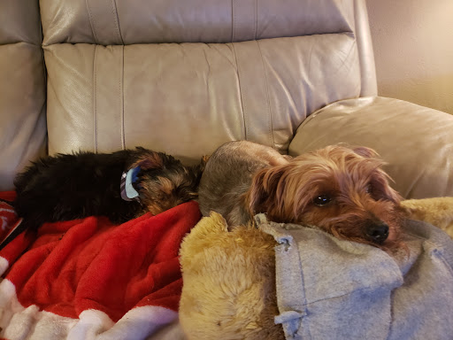 Pet Supply Store «Petco Animal Supplies», reviews and photos, 30697 US Hwy 19 N, Palm Harbor, FL 34684, USA