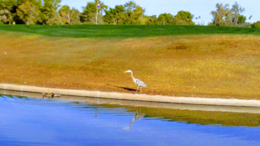 Golf Club «McCormick Ranch Golf Club», reviews and photos, 7505 E McCormick Pkwy, Scottsdale, AZ 85258, USA