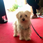 Photo n°3 de l'avis de GIOVANNA.I fait le 09/01/2023 à 15:53 sur le  La Cantinetta del Conero à Osimo