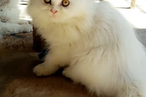 Persian Cat Breeder Durg image