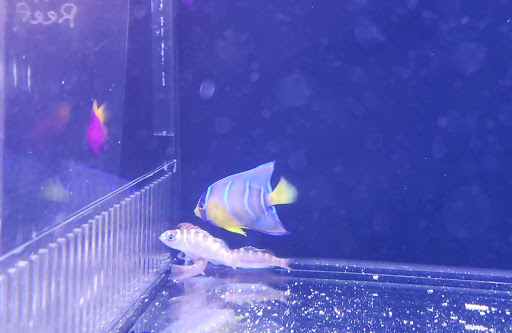 Tropical Fish Store «Barrier Reef Aquariums», reviews and photos, 1717 NE 44th St # A, Renton, WA 98056, USA