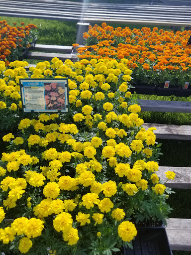 Florist «Lyndhurst Florist», reviews and photos, 5268 Mayfield Rd, Lyndhurst, OH 44124, USA