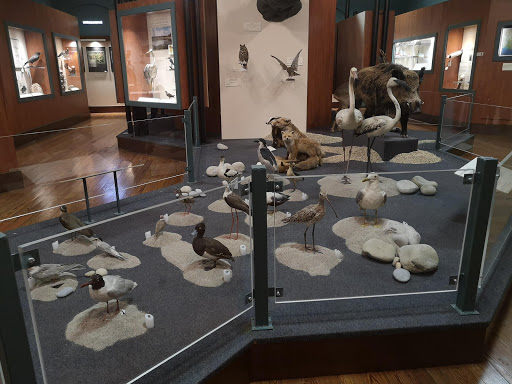 Muséum d'Histoire naturelle de Nice