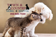 Town & Country Animal Hospital