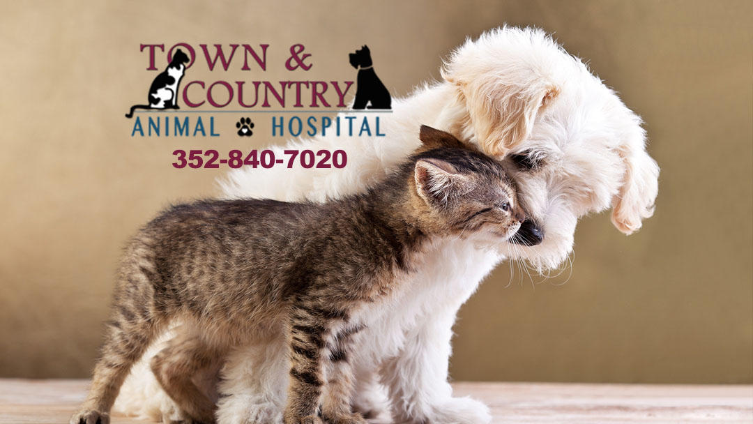 Town & Country Animal Hospital