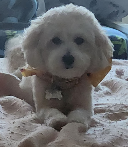 Petco image