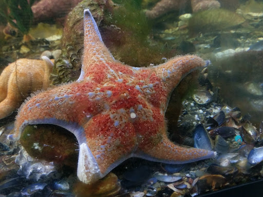 Tourist Attraction «South Sound Estuarium», reviews and photos, 309 State Ave NE, Olympia, WA 98501, USA