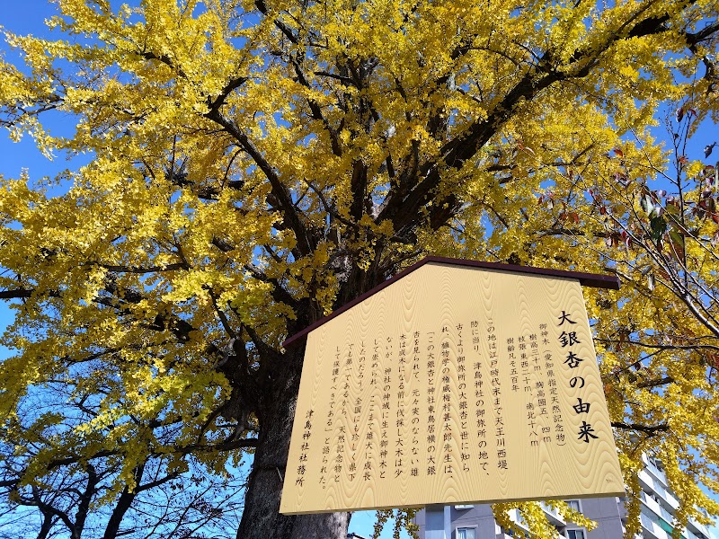 津島神社のイチョウ(御旅所跡)