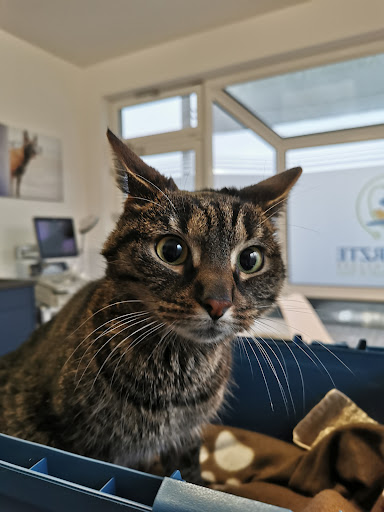 Tierärzte am Borgwallsee unter Steinhagen, 