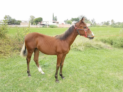 Granja de Jorge Flores