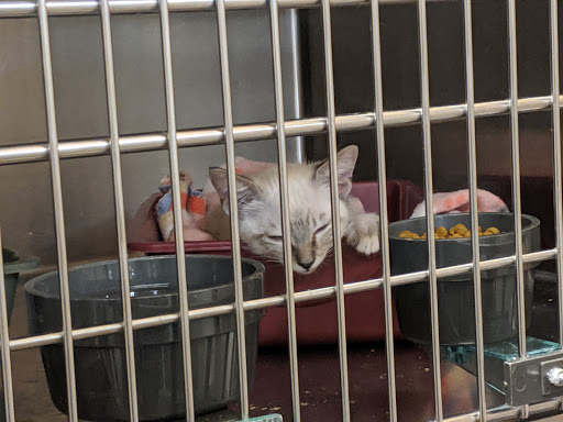 Pet Supply Store «PetSmart», reviews and photos, 5285 Wadsworth Bypass, Arvada, CO 80002, USA