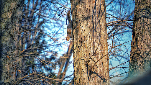 Nature Preserve «Red Oaks Nature Center», reviews and photos, 30300 Hales St, Madison Heights, MI 48071, USA