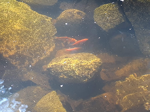 Pet Supply Store «Petco Animal Supplies», reviews and photos, 2515 Corridor Way #3, Coralville, IA 52241, USA