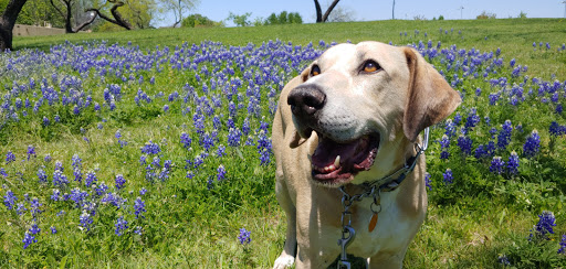 Park «Cottonwood Park», reviews and photos, 4051 N Story Rd, Irving, TX 75038, USA