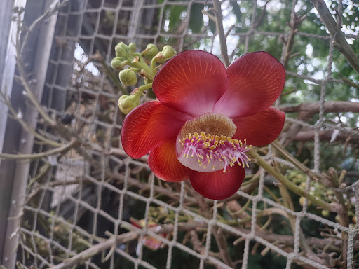 Zoo «Rainforest Pyramid», reviews and photos, 1 Hope Blvd, Galveston, TX 77554, USA