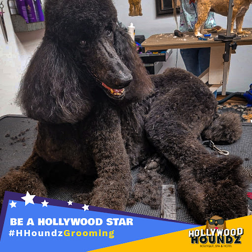 Pet Groomer «Hollywood Houndz Boutique, Spa & Hotel», reviews and photos, 4243 W Lake Mary Blvd, Lake Mary, FL 32746, USA