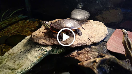 Pet Store «Petland Hoffman», reviews and photos, 11 Golf Center, Hoffman Estates, IL 60169, USA