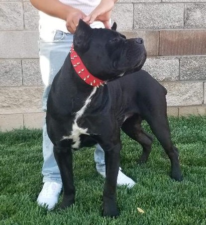 DIAZ CANE CORSO