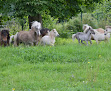 Sorga Miniature Horses Breuil-Bois-Robert
