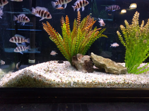 Tropical Fish Store «Fish Gallery», reviews and photos, 6955 Greenville Ave, Dallas, TX 75231, USA