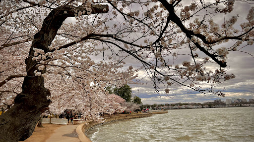 Monument «Thomas Jefferson Memorial», reviews and photos, 701 E Basin Dr SW, Washington, DC 20242, USA