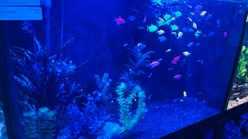 Tropical Fish Store «Wet Pets», reviews and photos, 520 Hartford Turnpike # X, Vernon, CT 06066, USA