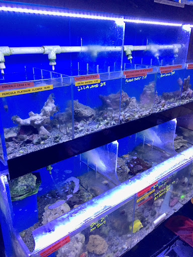 Pet Store «Critter Pet Shop», reviews and photos, 19309 Ecorse Rd, Allen Park, MI 48101, USA