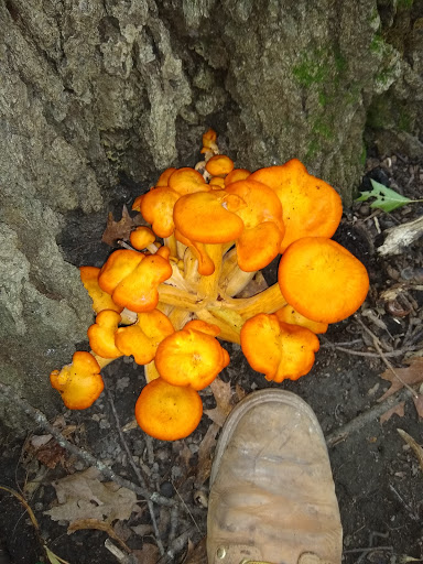 Nature Preserve «Thaddeus S. 