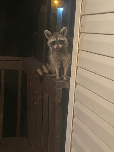 Pest Control Service «Attic Kings», reviews and photos