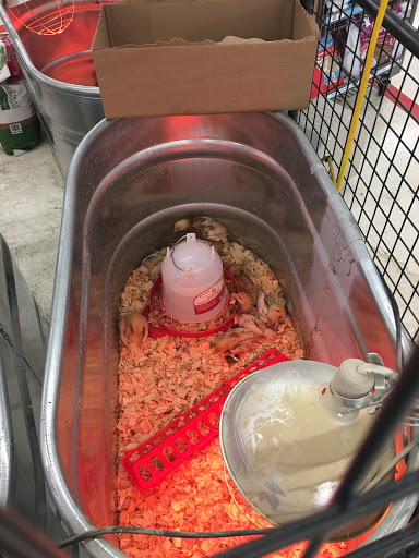 Home Improvement Store «Tractor Supply Co.», reviews and photos, 1212 N Queen St, Martinsburg, WV 25404, USA