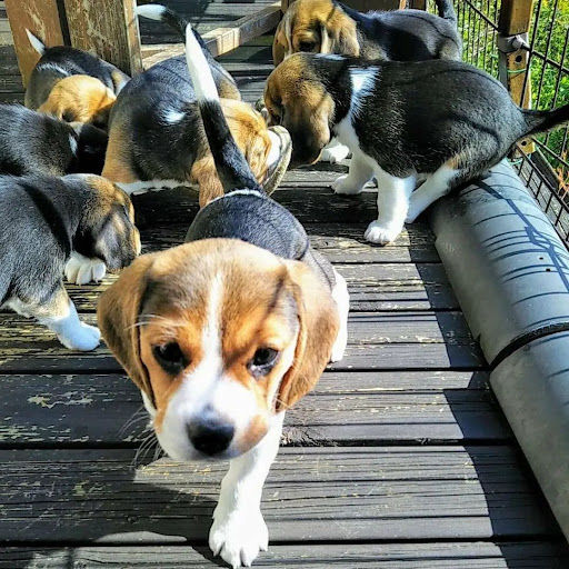 Beagles puppies shop