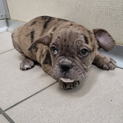 Pet Store «The Family Puppy of Fountain Walk», reviews and photos, 44125 W 12 Mile Rd E-121, Novi, MI 48377, USA