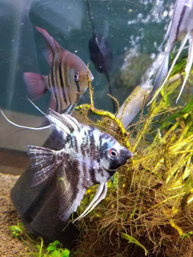 Tropical Fish Store «Aquarium Zen», reviews and photos, 920 NE 64th St, Seattle, WA 98115, USA