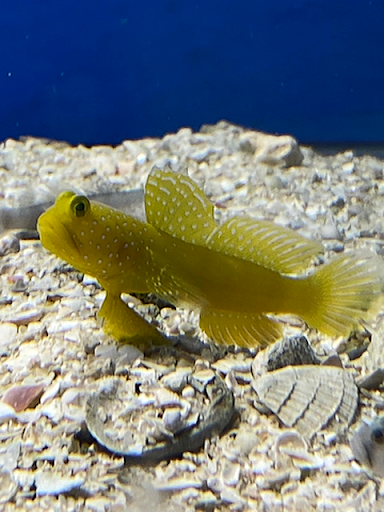 Pet Store «Woofs & Waves», reviews and photos, 5426 Arrowhead Pkwy E, Sioux Falls, SD 57110, USA