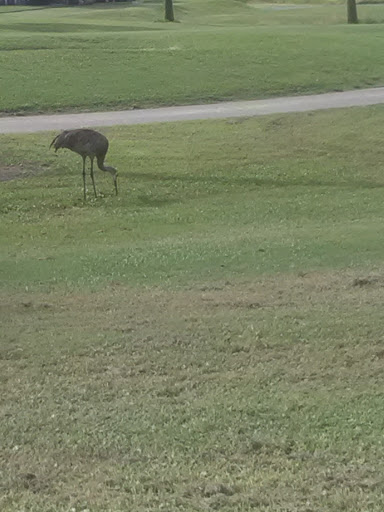 Golf Course «Mallards Landing Golf Course», reviews and photos, 2750 Lake Washington Rd, Melbourne, FL 32935, USA