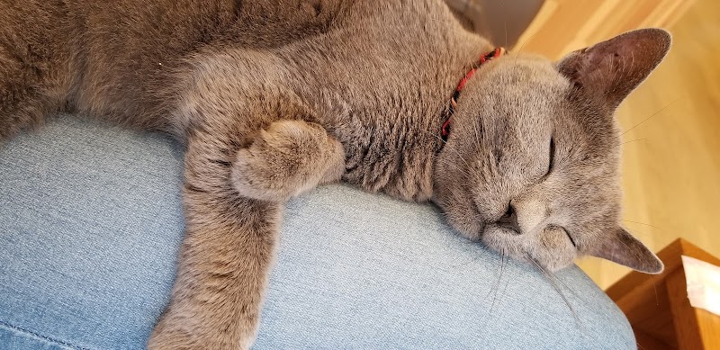 ひざ乗り猫カフェ Cat Tail 大阪府大阪市中央区西心斎橋 カフェ 喫茶 カフェ グルコミ