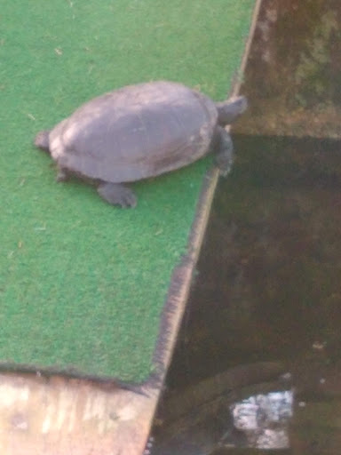 Aquarium «Cold Spring Harbor Fish Hatchery & Aquarium», reviews and photos, 1660 NY-25A, Cold Spring Harbor, NY 11724, USA