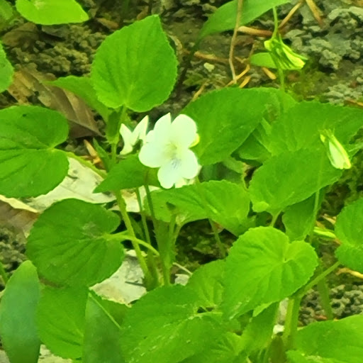 Park «Rouge Park», reviews and photos, Joy Rd, Detroit, MI 48228, USA