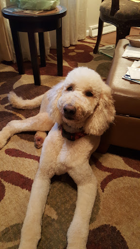 Pet Supply Store «Pet Supplies Plus», reviews and photos, 2801 Wade Hampton Blvd #100, Taylors, SC 29687, USA